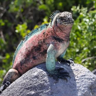 Iguana on a rock