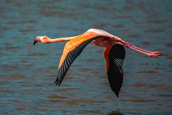 Elite’s 4-Day Itinerary Day Three - Flamingos.