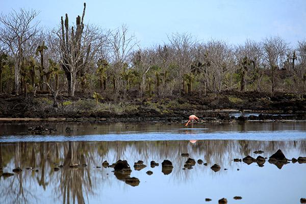 Endemic’s 4-Day Itinerary Day Two - Flamingo Lagoon.