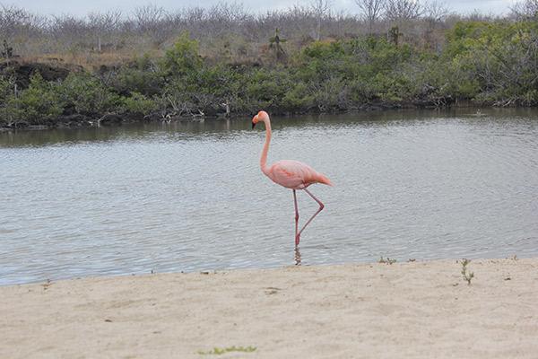 Seaman Journey’s 15-Day F2 Itinerary Day Four - Galapagos Flamingo on the Beach.