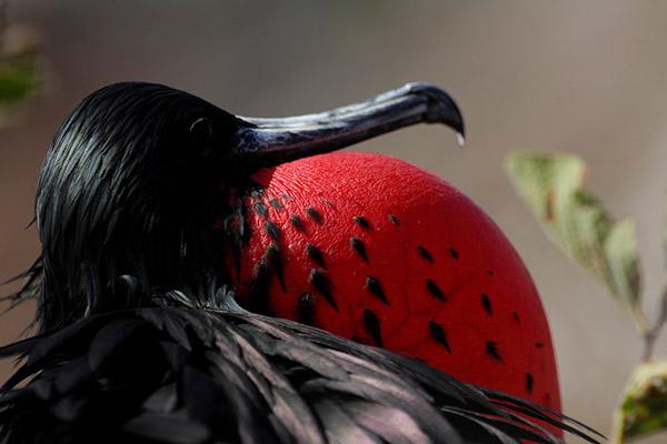 Treasure of the Galapagos 5-Day 'A' Itinerary Day Three - Frigate Bird.