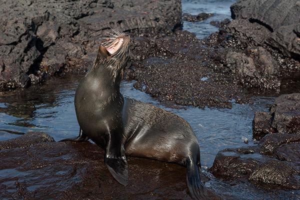 Endemic’s 6-Day 'F' Itinerary Day Five - Fur Seal.