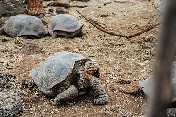 Ocean Spray's 6-Day Itinerary 'A' Day Five - Charles Darwin Research Station Giant Tortoises.