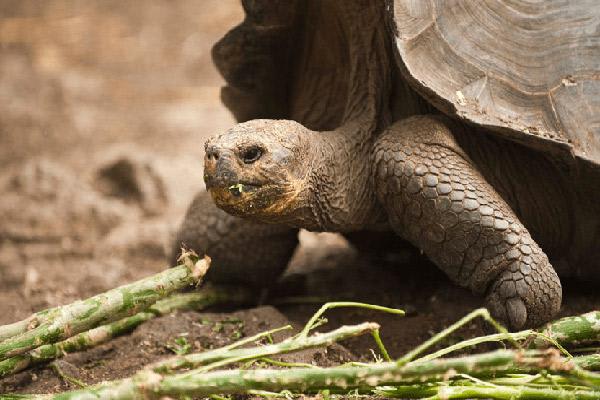 Nemo III's 8-Day Southern Islands Itinerary Day Five - Giant Tortoise Up Close.