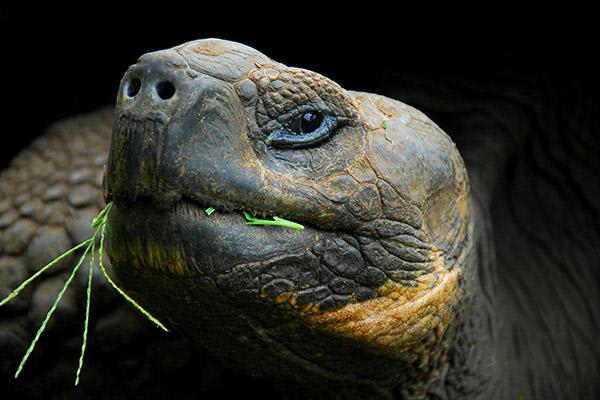 Integrity's 8-Day Western Islands Itinerary Day One - Galapagos Giant Tortoise.