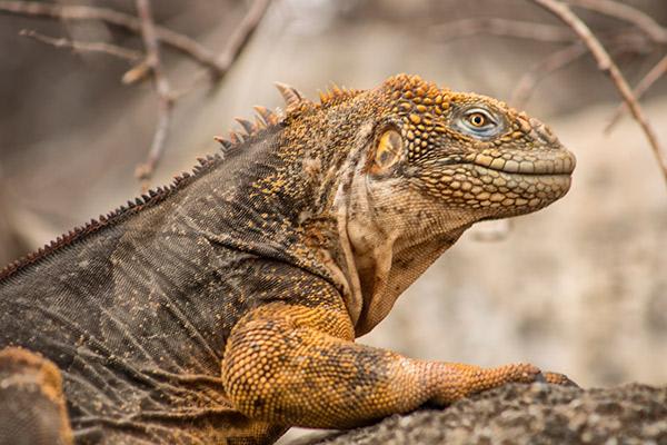Endemic’s 8-Day 'B' Itinerary Day One - Land Iguana.