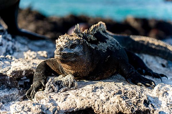 Nemo III's 8-Day Southern Islands Itinerary Day Three - Marine Iguana Sighting.