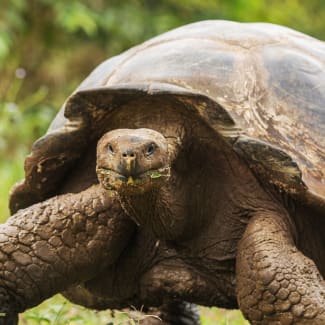 Large tortoise looking in the camera