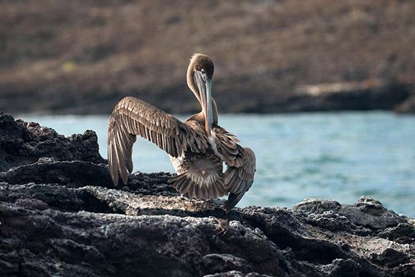 Eco Galaxy’s 6-Day Itinerary C Day Four - Galapagos Pelican Sighting