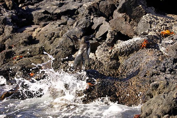 Elite’s 8-Day Itinerary 'A' Day Six - Galapagos Penguins and Sally-Lightfoot Crabs.