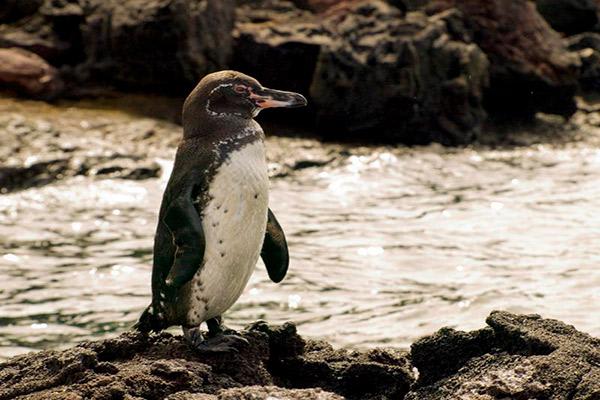 Treasure of the Galapagos 7-Day 'C' Itinerary Day Three - Galapagos Penguin.