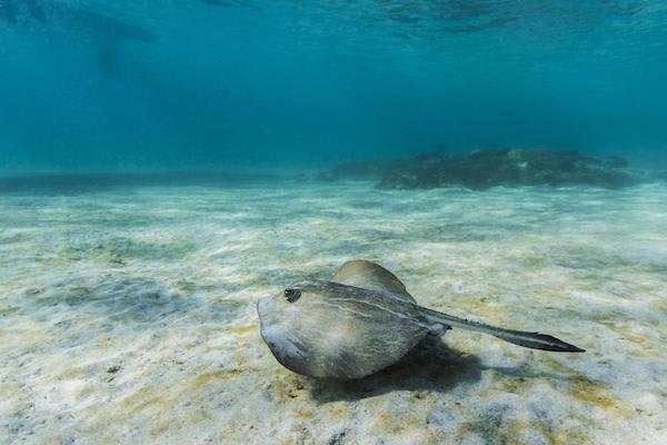 Bonita’s 5-Day Southern Itinerary Day Two - Stingray Swimming.