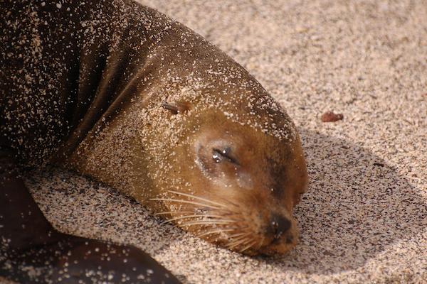 Elite’s 8-Day Itinerary 'A' Day Five - Galapagos Sea Lion.