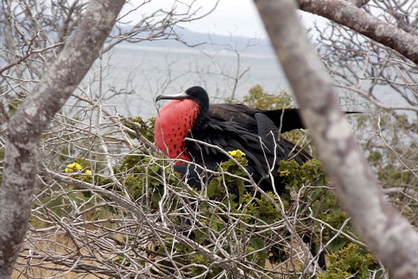 Galapagos Explorer - East