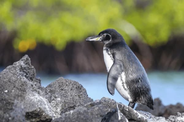 Galapagos Explorer - West