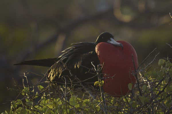 Galaxy - Eastern & Central Islands 'C'