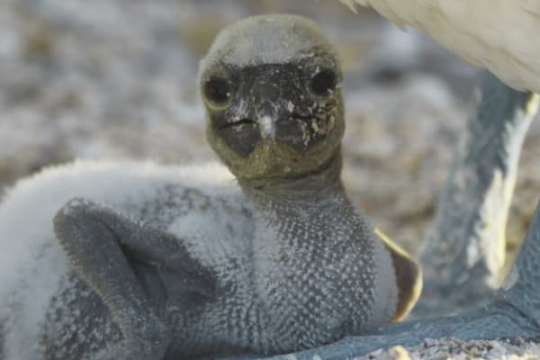 Galaxy - Southern Islands