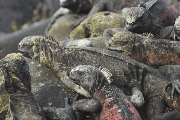 Galaxy Diver - Long Naturalist Cruise