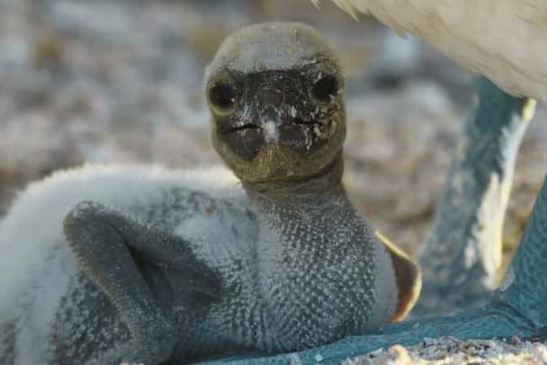 Galaxy Sirius - Itinerary C