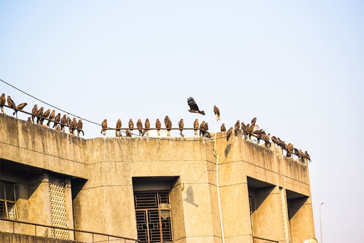 Ganga Vilas - Varanasi to Kolkata-4