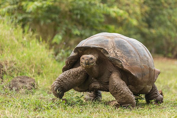 Origin's 8-Day Itinerary B Day Seven - Giant Tortoise Sighting.