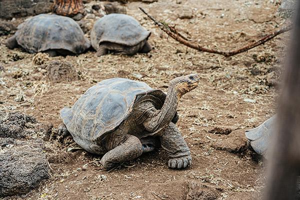 Bonita’s 7-Day Western Itinerary Day Six - Galapagos Giant Tortoises.