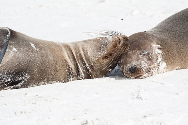 Hermes - Central & Northern Islands