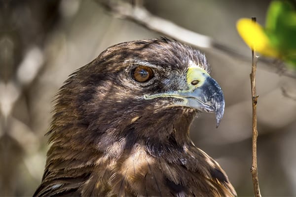 Hermes - Southern Islands