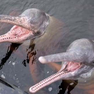 Two dolphins