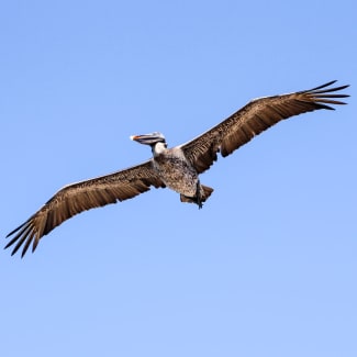 A pelican seen from underneath