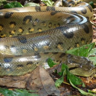 Anakonda