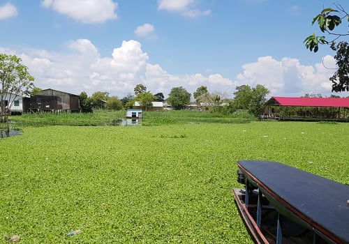 Yarinacocha,Lake,Located,In,Peru's,Amazon,Rainforest.,Green,Duckweed,Waterplants