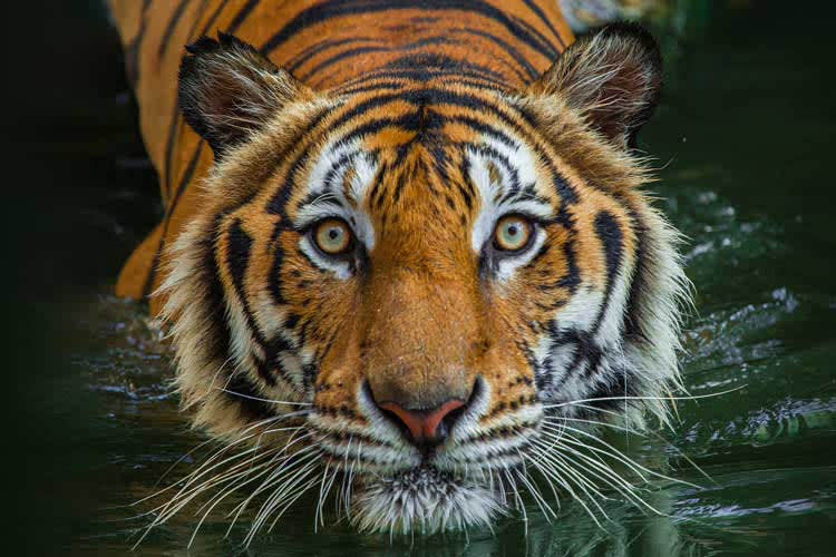 Kalaw Pandaw - The All Ganges & Brahmaputra River: Varanasi-Guwahati - Day 19