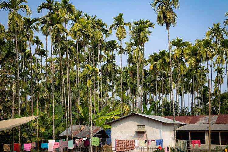 Kindat Pandaw - Nagaland's Hornbill Festival & Brahmaputra Expedition - Day 3