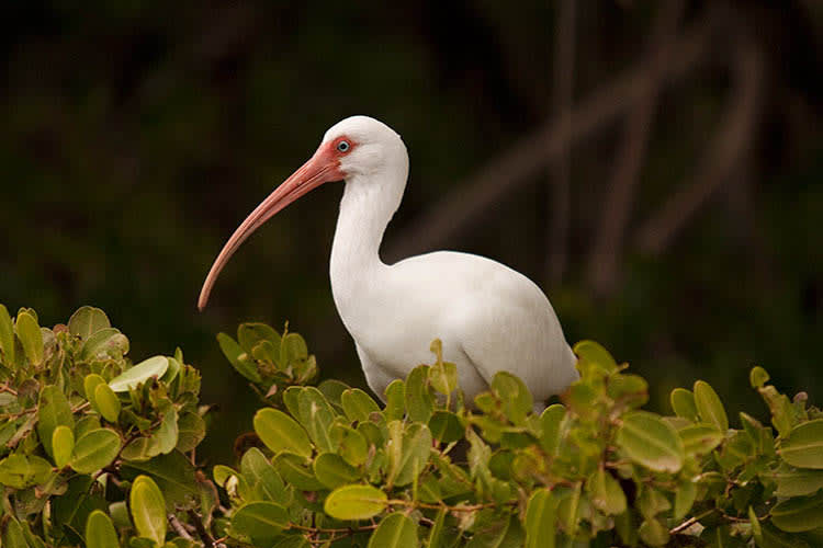 Kindat Pandaw - The Full Brahmaputra - Day 5