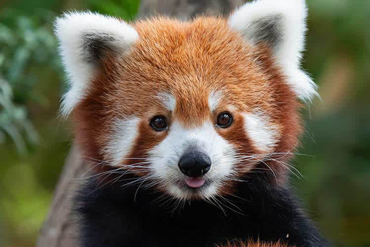 Kindat Pandaw - Wonders of The Himalayas - Day 8