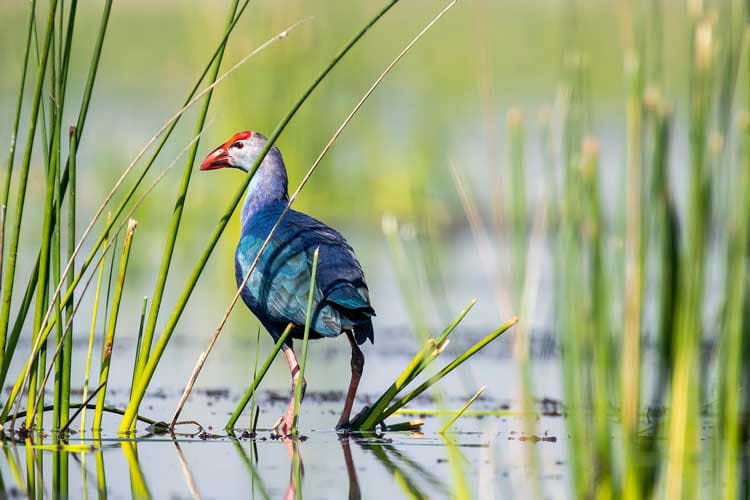 Kochi Pandaw - The Kerala Backwater - Day 3