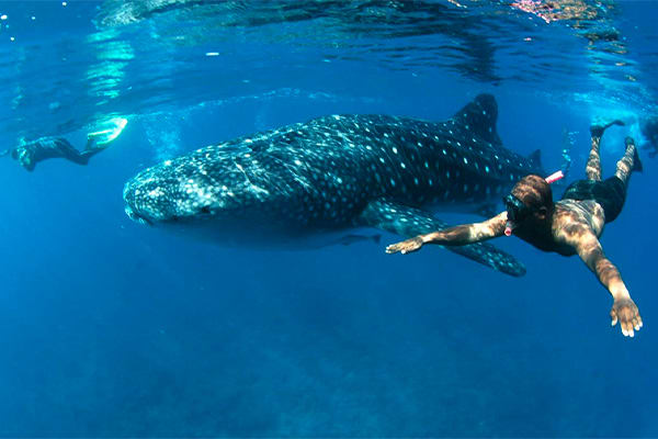 Kontiki - Island Odyssey R1