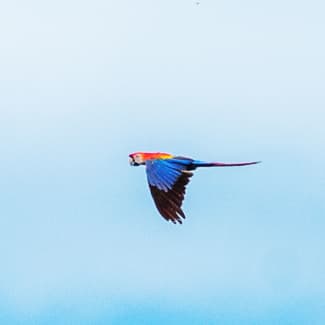 Macaw in the air