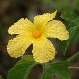 Galapagos Flora