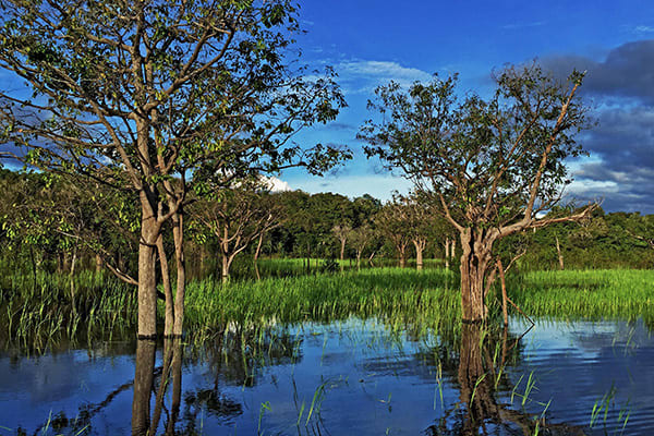 La Jangada (Katerre) - Xixuaú Reserve