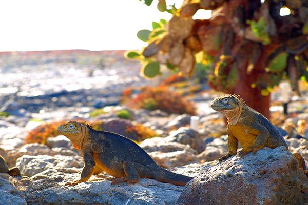 Nemo III's 8-Day Southern Islands Itinerary Day Six - Land Iguanas at South Plaza.