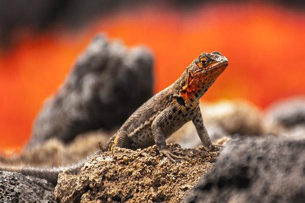 Seaman Journey’s 15-Day F2 Itinerary Day Two - Lava Lizard.