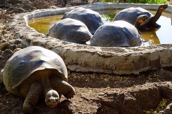 Letty Yacht - West & South - Central Islands
