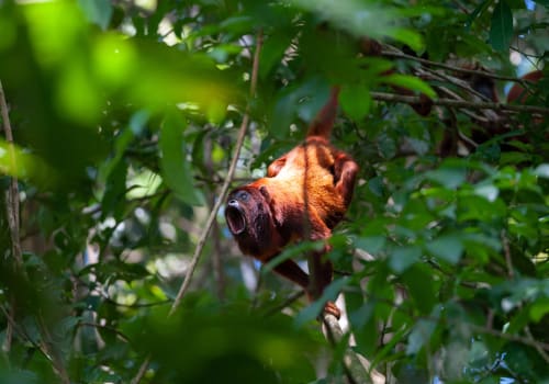 Red,Howler,Monkey,(alouatta,Seniculus),In,Tambopata,National,Reserve,,Peru