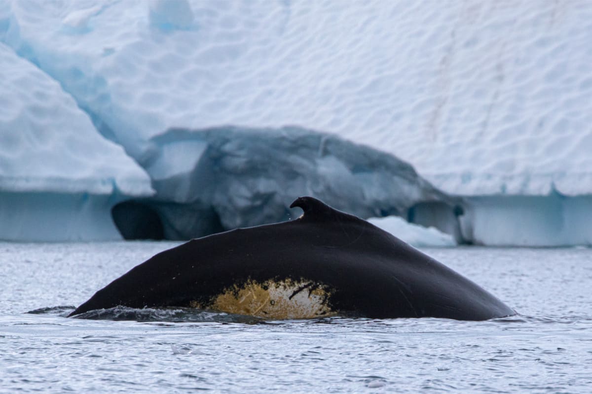 Magellan Explorer - Patagonia & Chilean Fjords (Southbound)