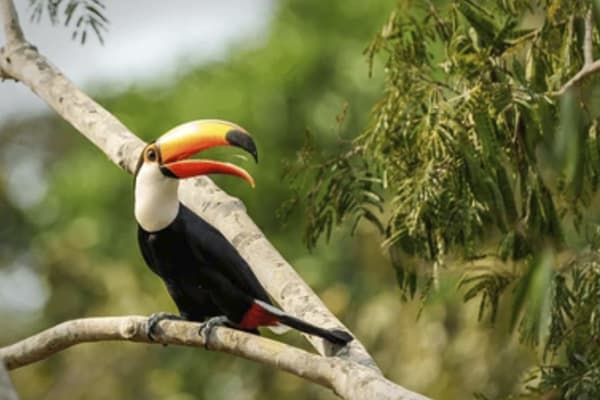 Manakin River Boat - Exploration Cruise