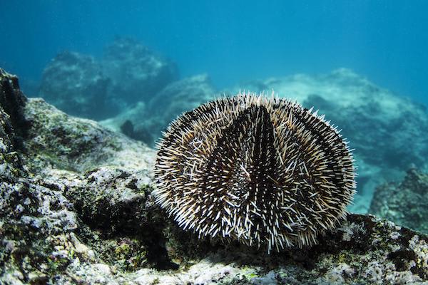 Endemic’s 6-Day 'E' Itinerary Day Two - Marine Life.