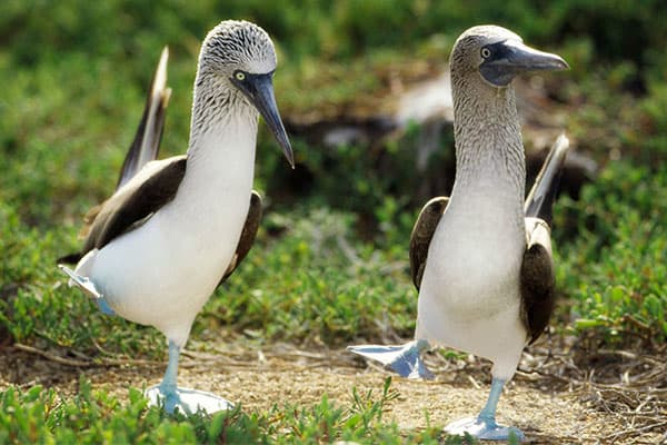 Monserrat Yacht  - Eastern Islands