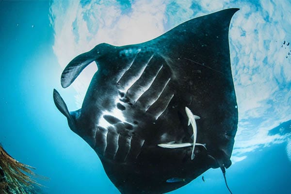 Mutiara Laut - Hidden Lagoons, Endless Reefs, & Manta Rays: North & Central Raja Ampat- Day 7